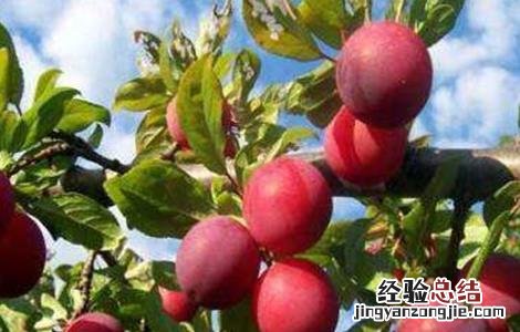 怎样提高李子坐果率的方法 怎样提高李子坐果率