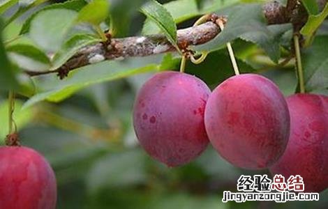 怎样提高李子坐果率的方法 怎样提高李子坐果率