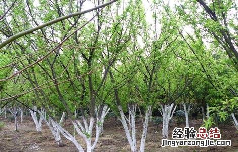 怎样提高李子坐果率的方法 怎样提高李子坐果率