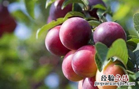 怎样提高李子坐果率的方法 怎样提高李子坐果率