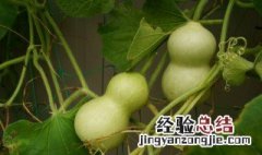 凉拌西葫丝做法大全 凉拌西葫芦丝的正宗做法