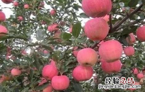 如何提高苹果的座果率 怎样提高座果率