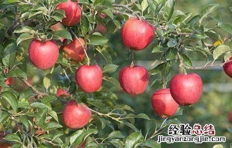 如何提高苹果的座果率 怎样提高座果率