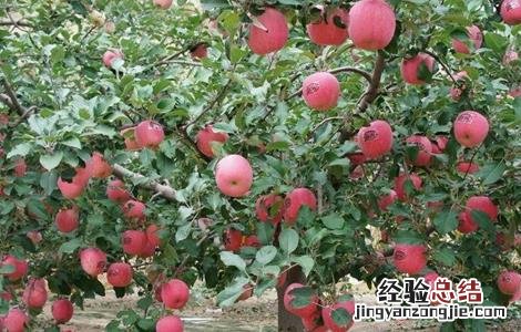 如何提高苹果的座果率 怎样提高座果率