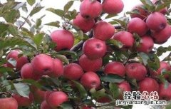 如何提高苹果的座果率 怎样提高座果率