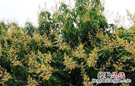 芒果花期管理要点有哪些 芒果花期管理要点