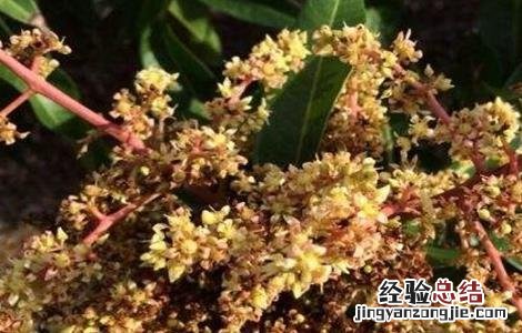 芒果花期管理要点有哪些 芒果花期管理要点