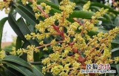 芒果花期管理要点有哪些 芒果花期管理要点