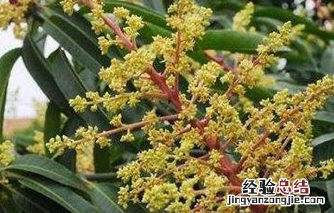 芒果花期管理要点有哪些 芒果花期管理要点