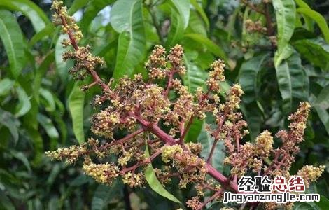 芒果花期管理要点有哪些 芒果花期管理要点