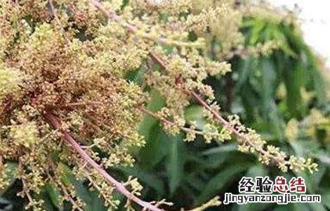 芒果花期管理要点有哪些 芒果花期管理要点