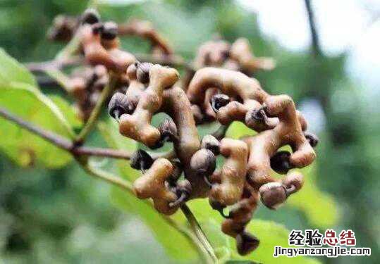 枳椇子怎么吃,枳椇子的食用方法方式