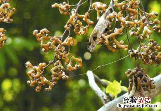 枳椇子怎么吃,枳椇子的食用方法方式