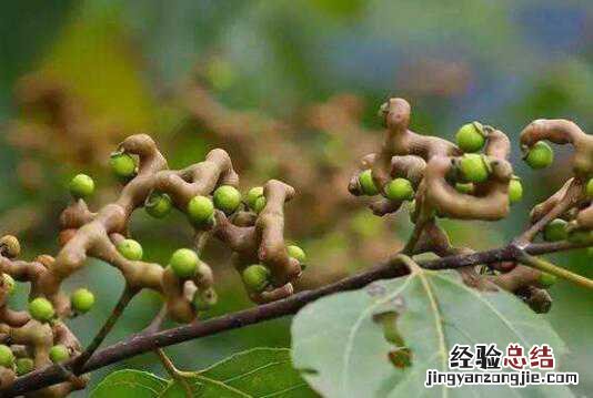 枳椇子怎么泡水,枳椇子泡水的功效与作用