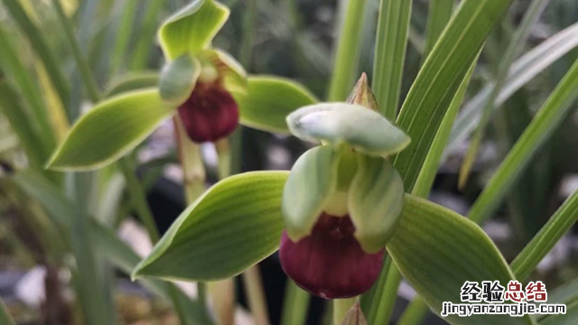 春兰兰花冬天养殖方法 春兰如何种植及养护