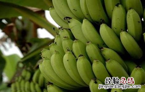 香蕉裂果的预防措施 香蕉裂果原因