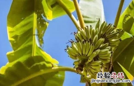 香蕉裂果的预防措施 香蕉裂果原因