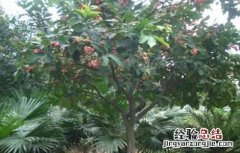 莲雾怎么施肥 莲雾的施肥技术