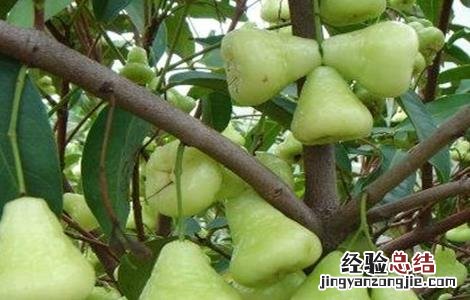 莲雾怎么施肥 莲雾的施肥技术