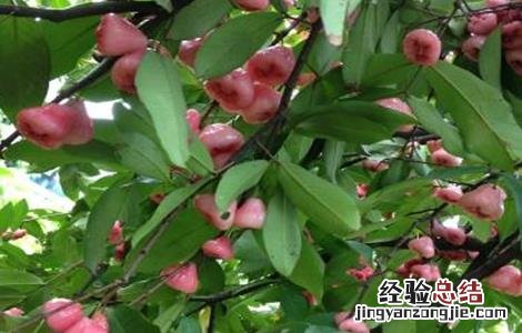 莲雾怎么施肥 莲雾的施肥技术
