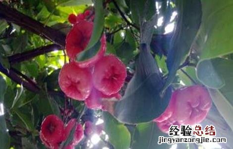 莲雾怎么施肥 莲雾的施肥技术