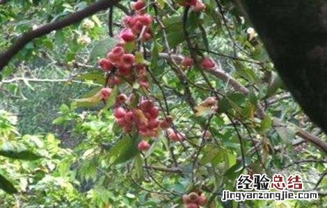 莲雾怎么施肥 莲雾的施肥技术