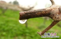 提子伤流原因及防治方法 提子伤流原因及防治方法视频
