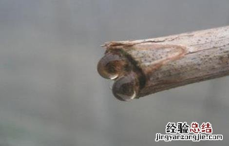 提子伤流原因及防治方法 提子伤流原因及防治方法视频