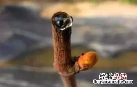 提子伤流原因及防治方法 提子伤流原因及防治方法视频