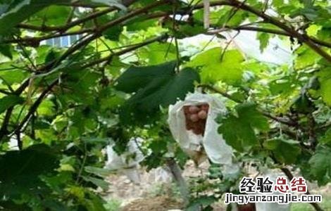 提子落花落果的原因是什么 提子落花落果的原因