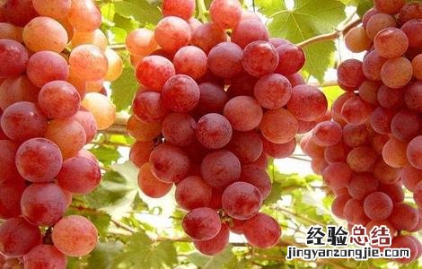 提子落花落果的原因是什么 提子落花落果的原因