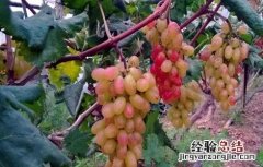 提子落花落果的原因是什么 提子落花落果的原因