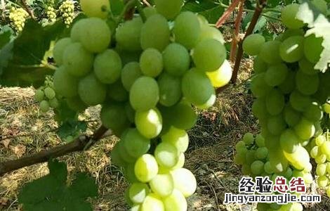 提子落花落果的原因是什么 提子落花落果的原因