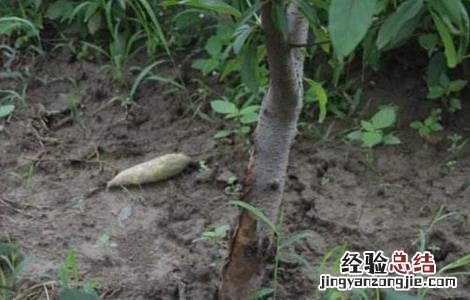 桃树黄化枯死原因分析 桃树黄化枯死原因