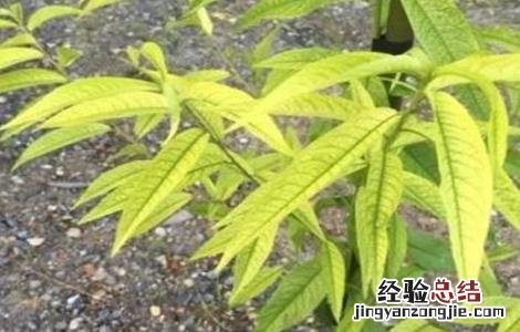 桃树黄化枯死原因分析 桃树黄化枯死原因