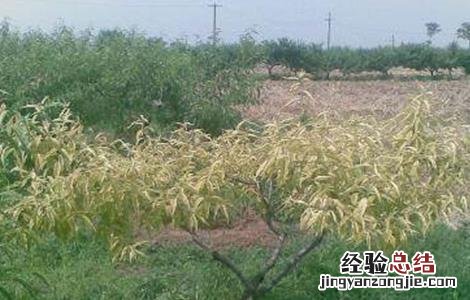 桃树黄化枯死原因分析 桃树黄化枯死原因