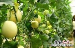 哈密瓜的施肥技术与管理 哈密瓜的施肥技术