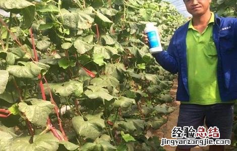 哈密瓜的施肥技术与管理 哈密瓜的施肥技术