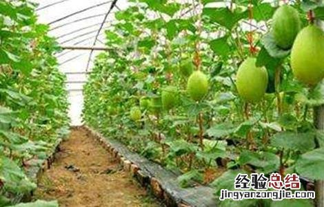 哈密瓜的施肥技术与管理 哈密瓜的施肥技术