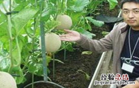 哈密瓜的施肥技术与管理 哈密瓜的施肥技术