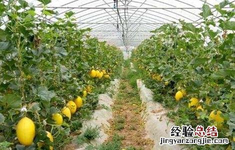 哈密瓜的施肥技术与管理 哈密瓜的施肥技术