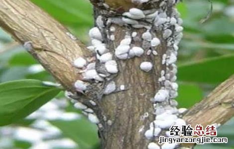 芒果蚧壳虫打什么药 芒果蚧壳虫的防治方法