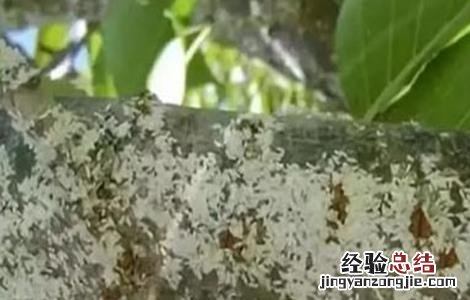 芒果蚧壳虫打什么药 芒果蚧壳虫的防治方法