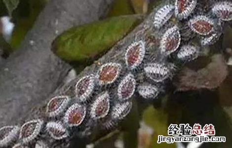 芒果蚧壳虫打什么药 芒果蚧壳虫的防治方法