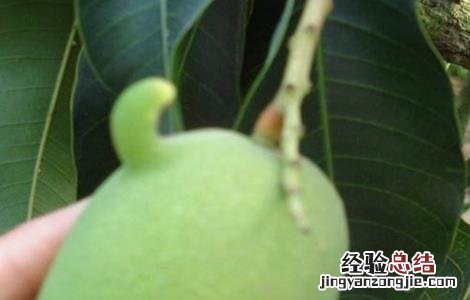 芒果低产的原因 芒果种植规模小的原因