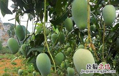芒果低产的原因 芒果种植规模小的原因