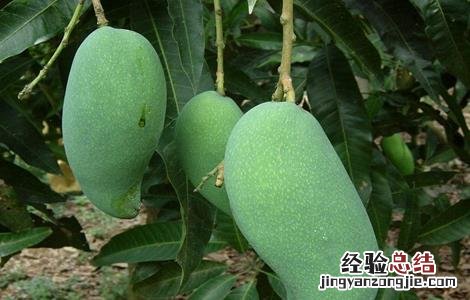 芒果低产的原因 芒果种植规模小的原因