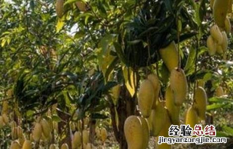芒果低产的原因 芒果种植规模小的原因