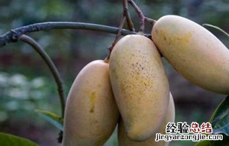 芒果低产的原因 芒果种植规模小的原因