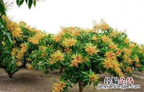 芒果过早开花的预防措施 芒果开花结果后管理
